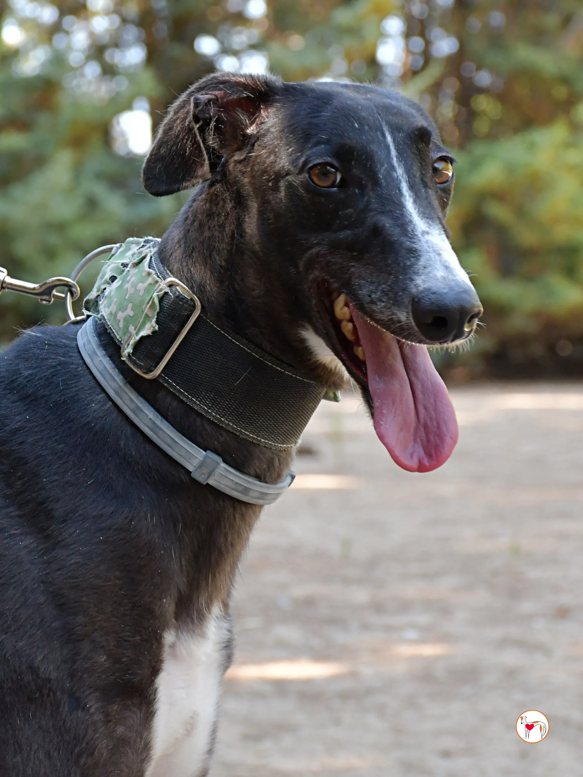 tina galgo adozione 03