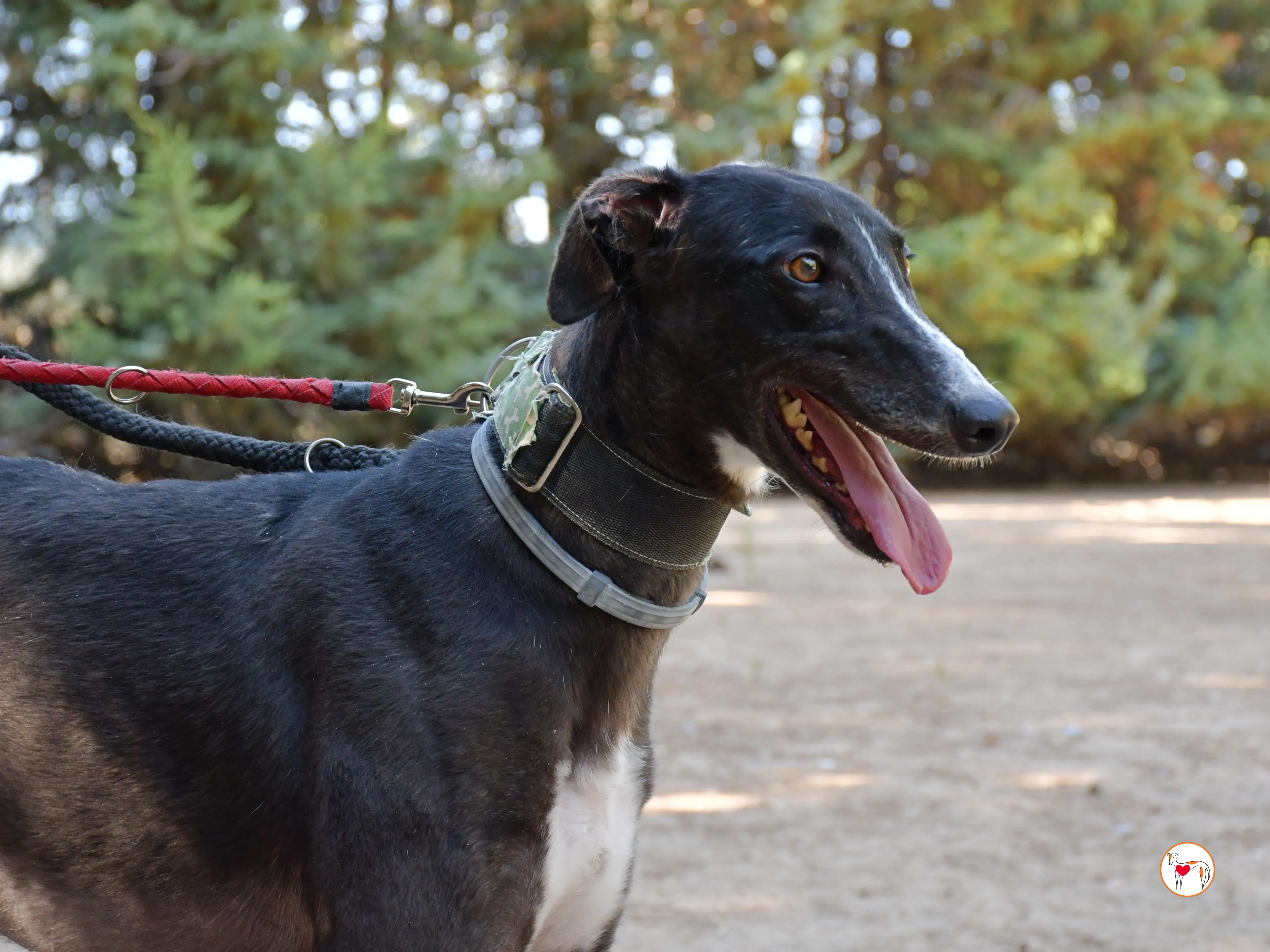 tina galgo adozione 04