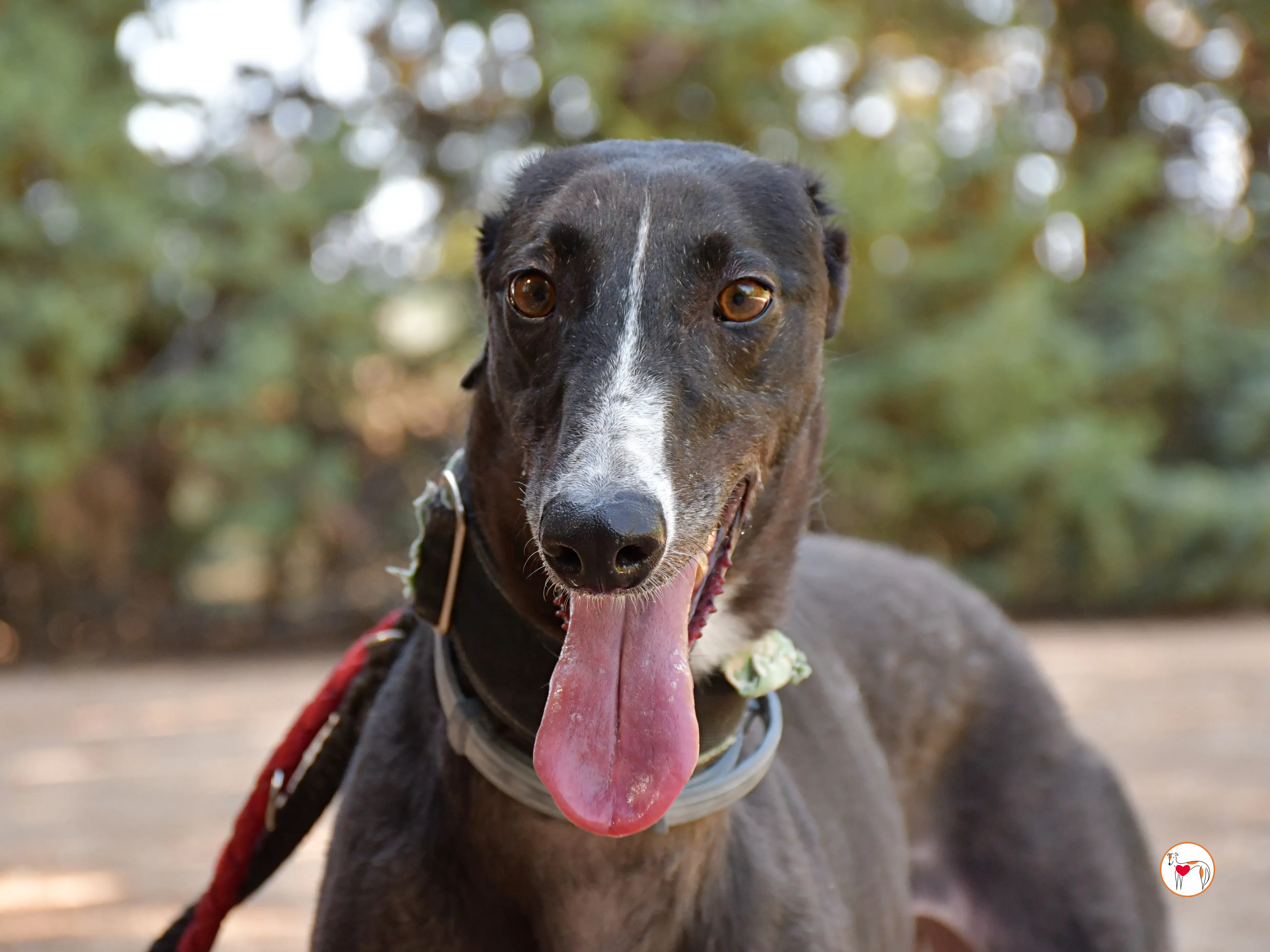 tina galgo adozione 05