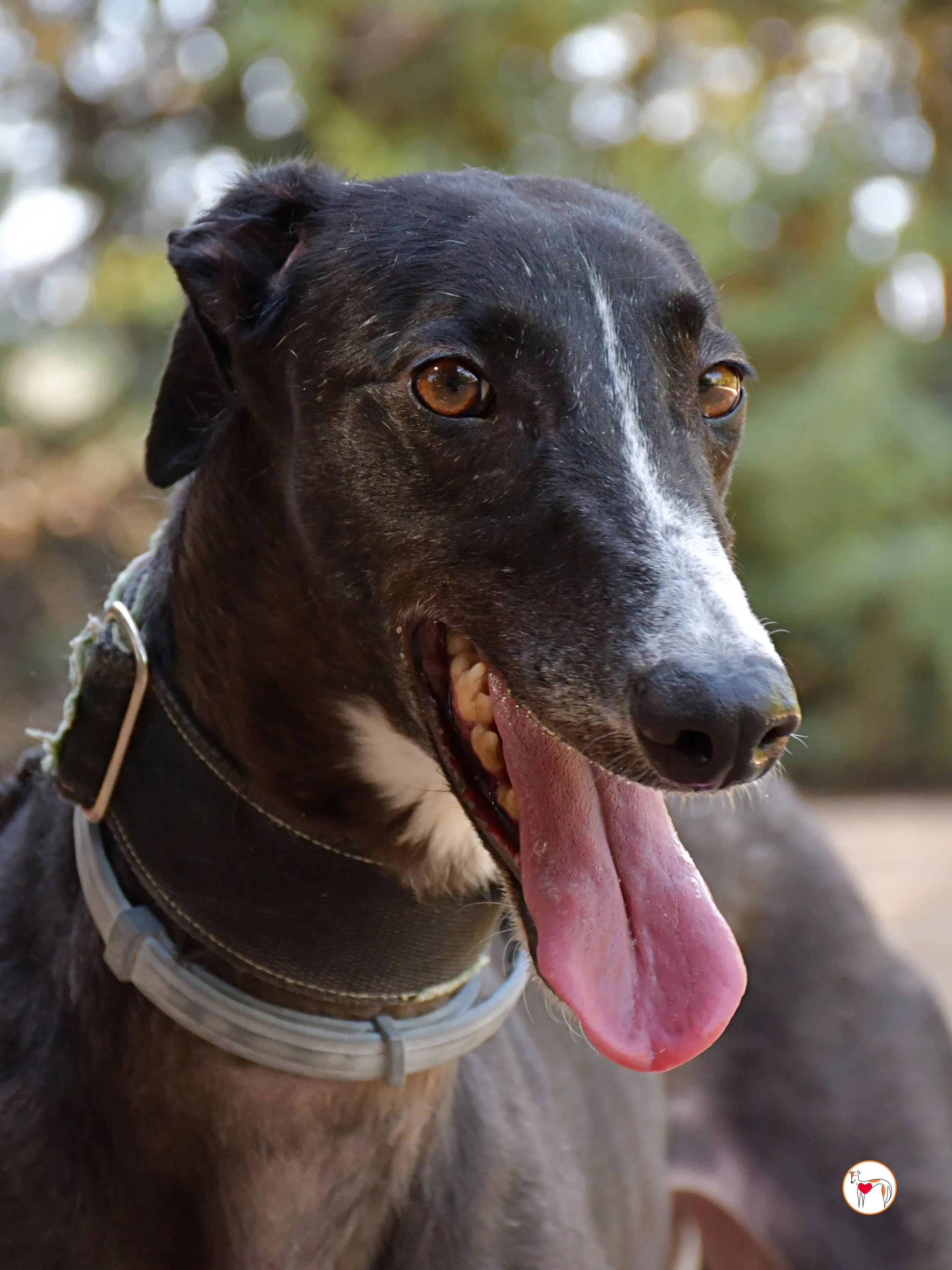 tina galgo adozione 06