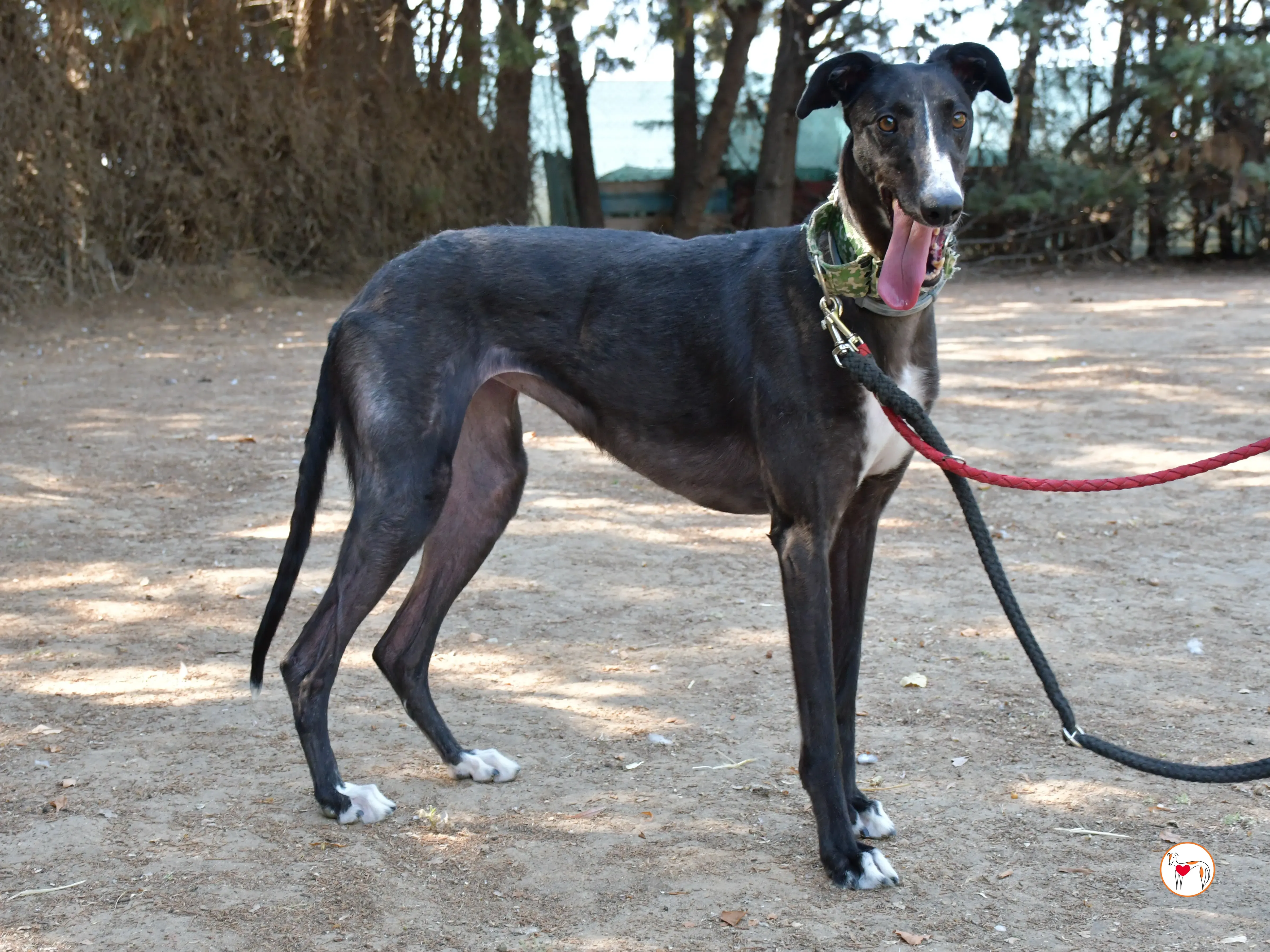 tina galgo adozione 07