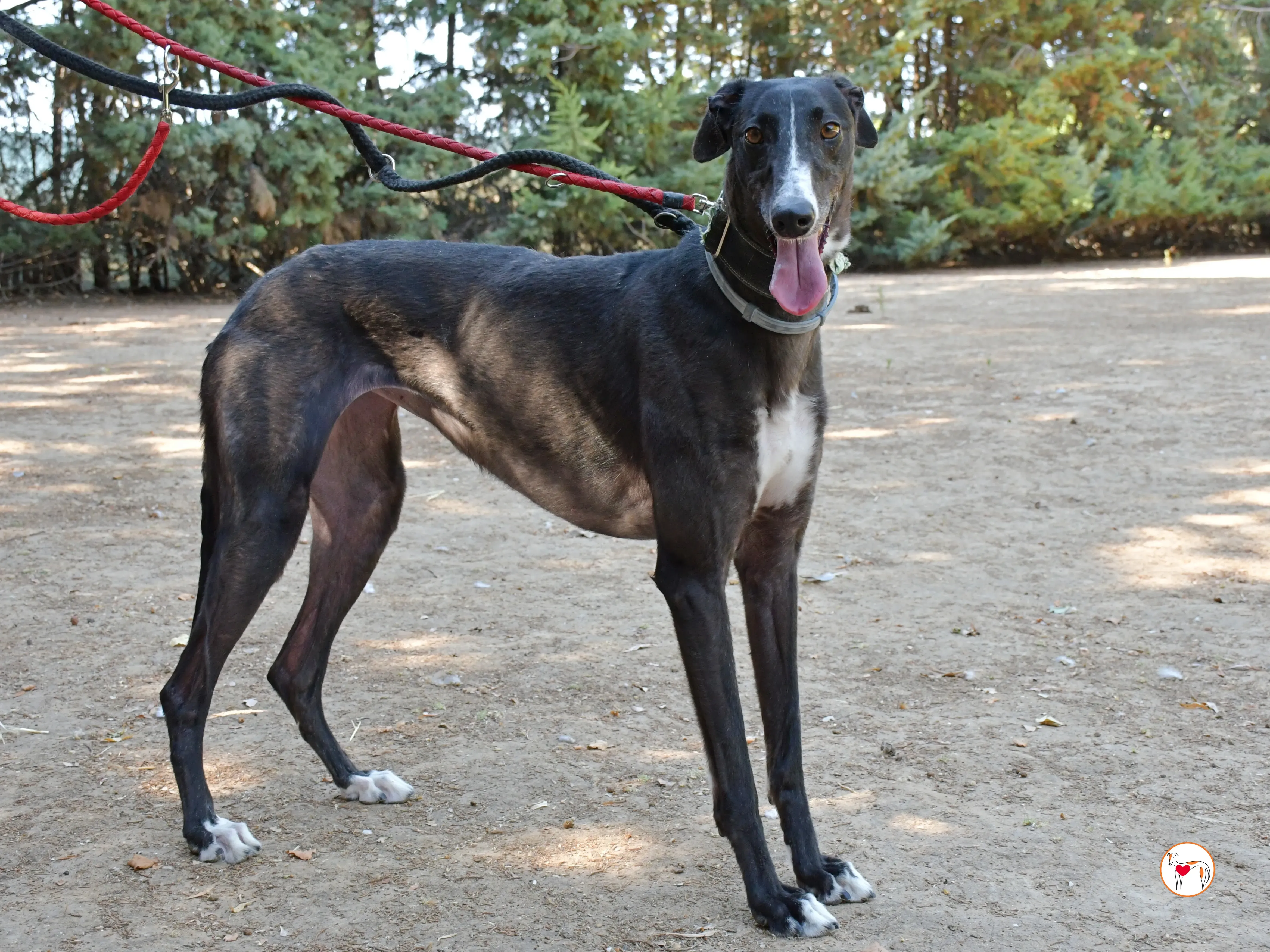 tina galgo adozione 08