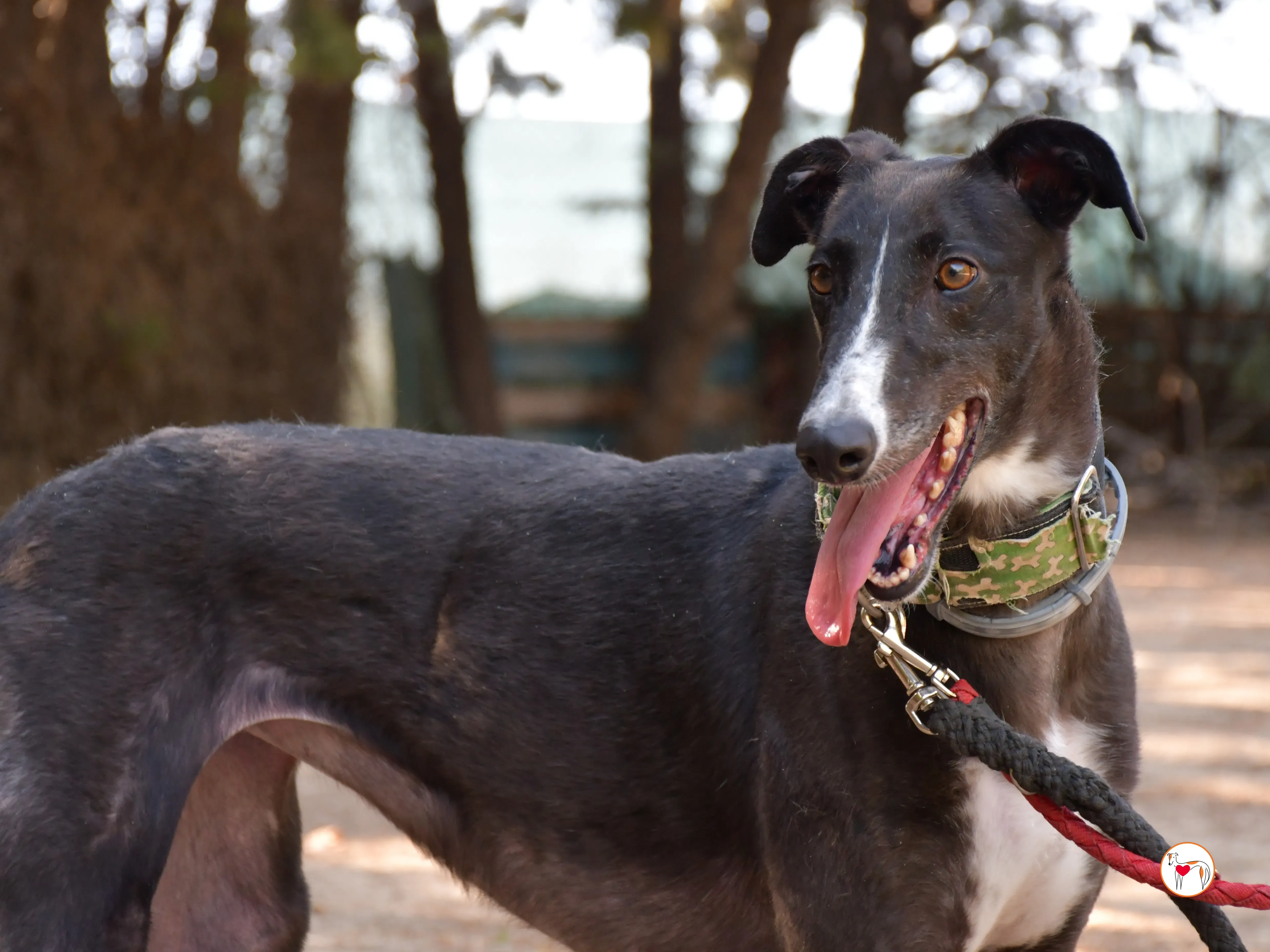 tina galgo adozione 09