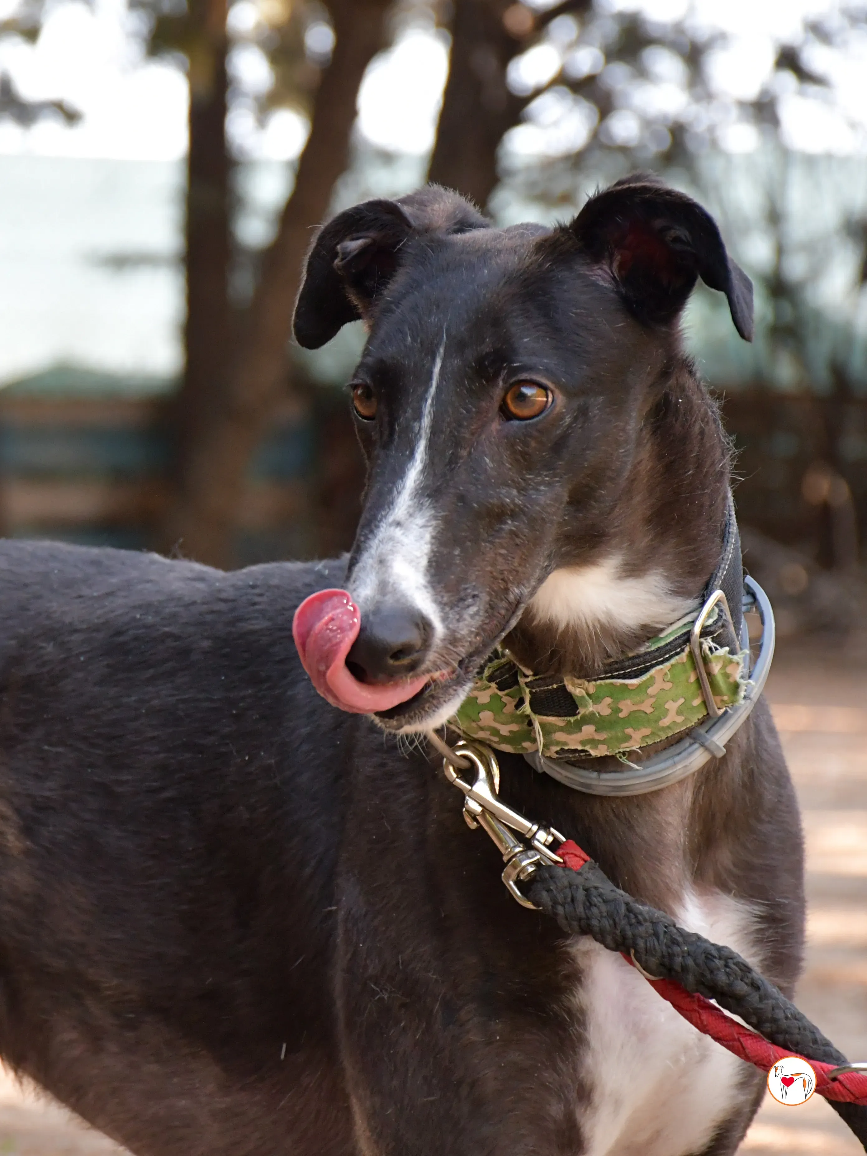 tina galgo adozione 10