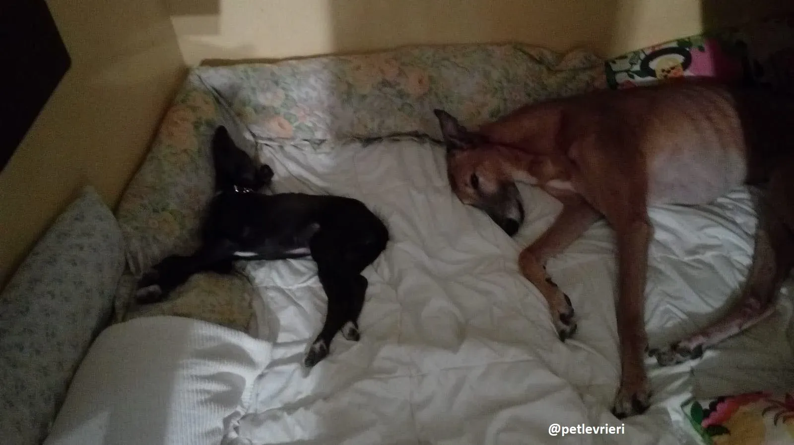 tiny boy adozione lurcher 1