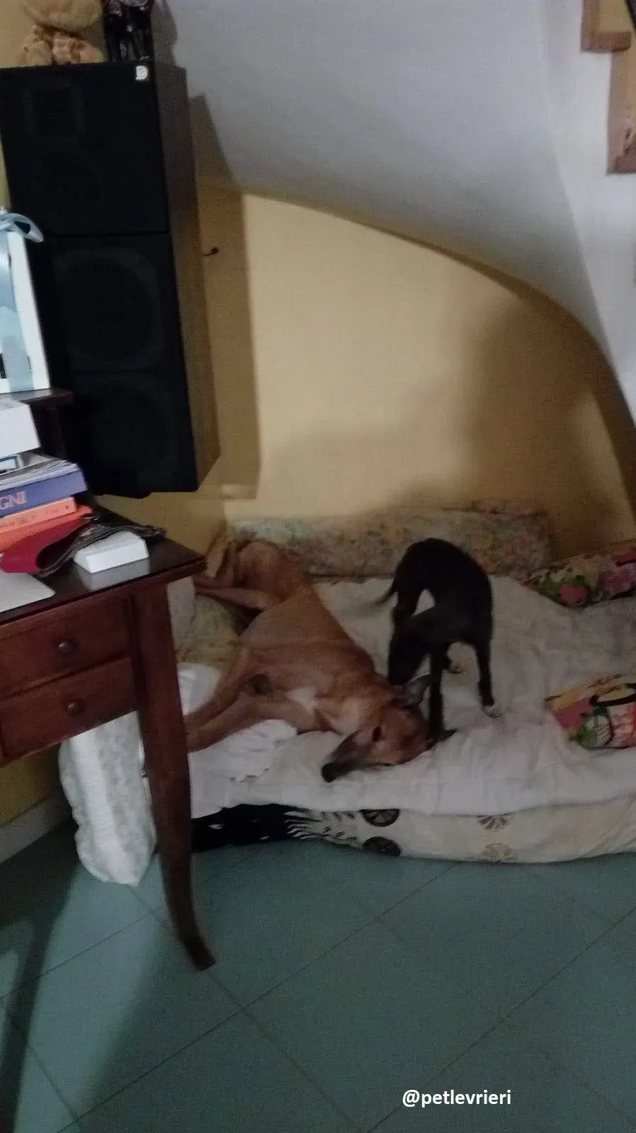 tiny boy adozione lurcher 2