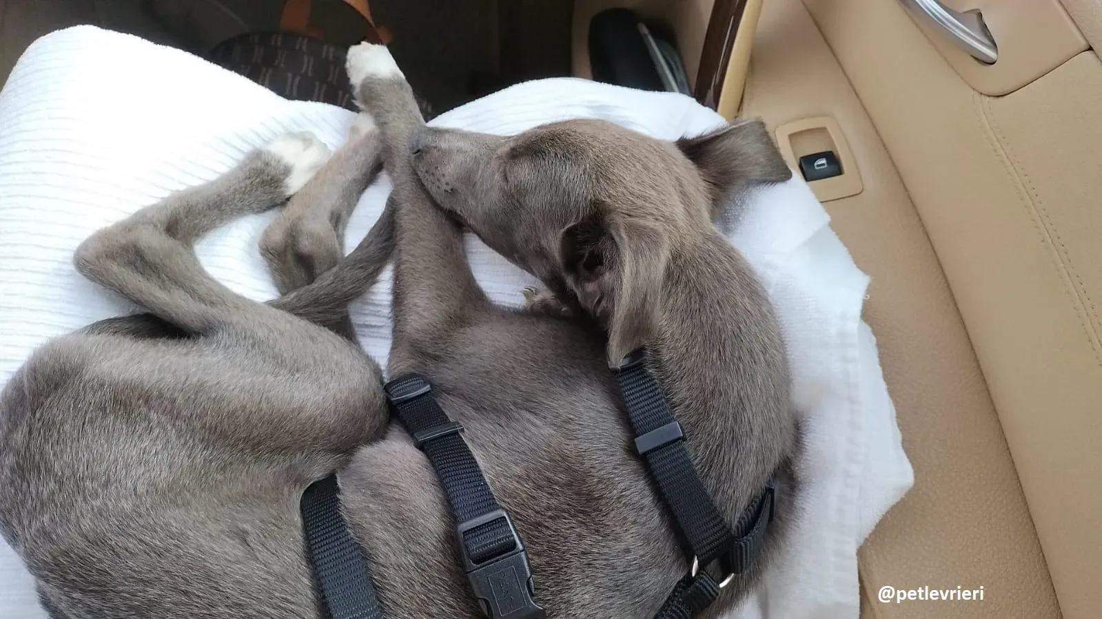 tiny boy adozione lurcher 3