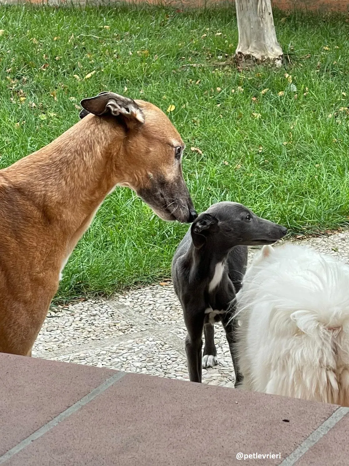 tiny boy adozione lurcher 4