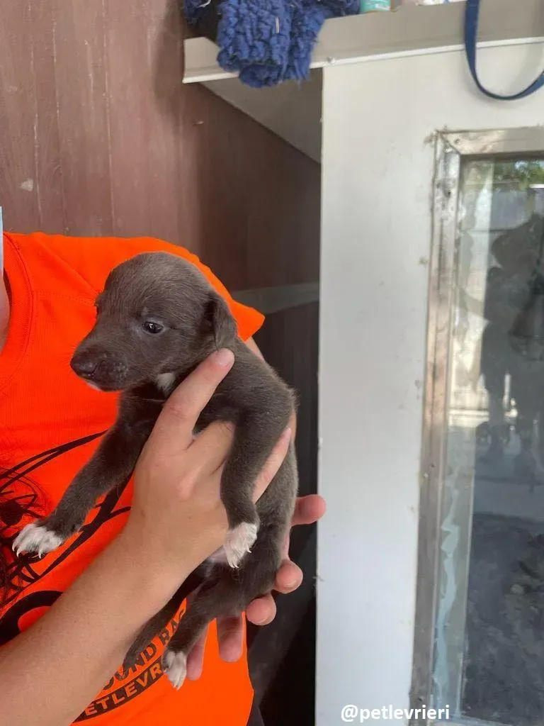 tiny boy adozione lurcher 5