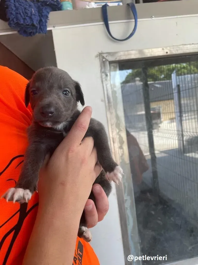 tiny boy adozione lurcher 6