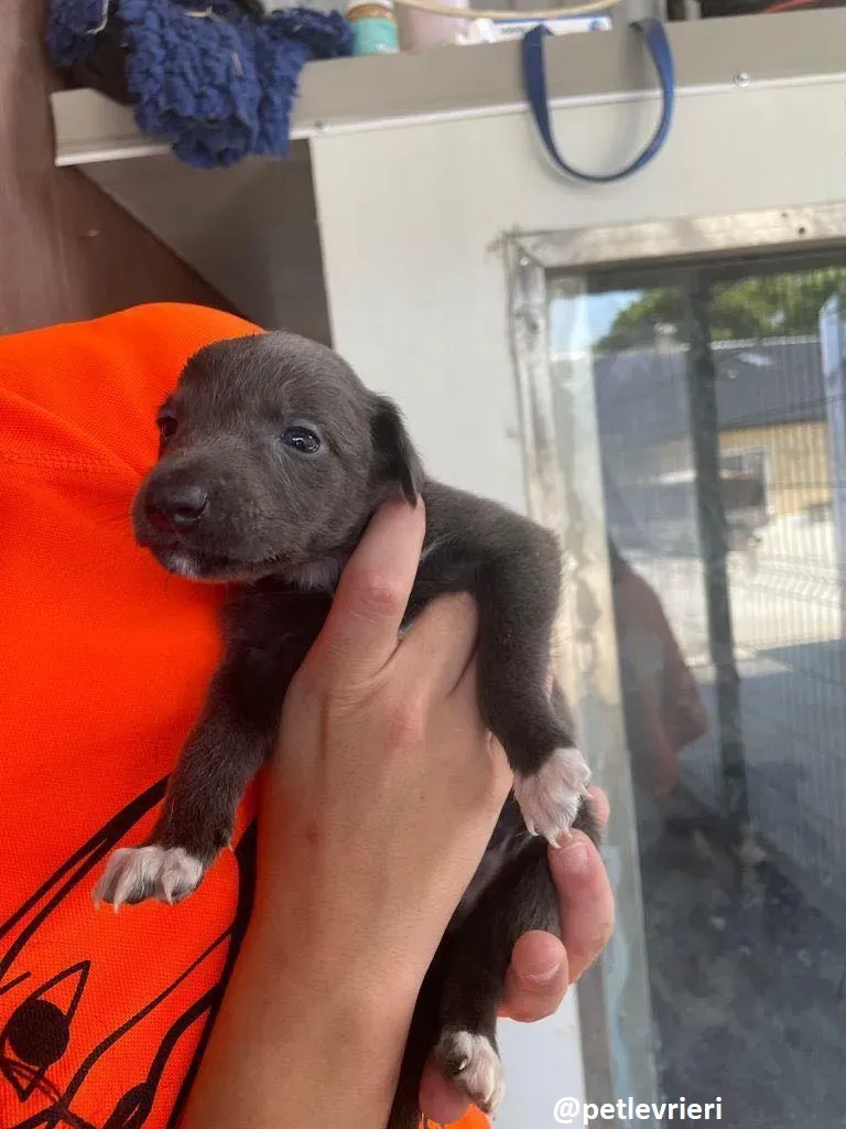 tiny boy adozione lurcher 7