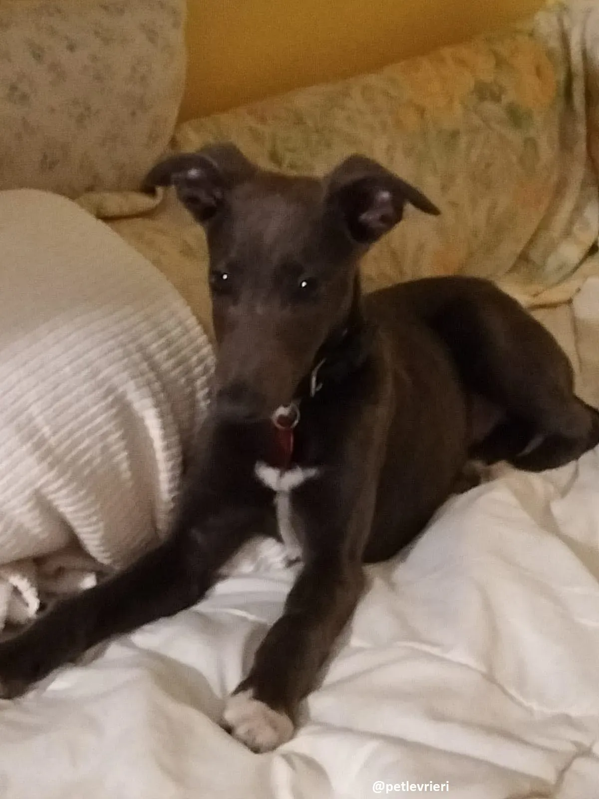 tiny boy adozione lurcher