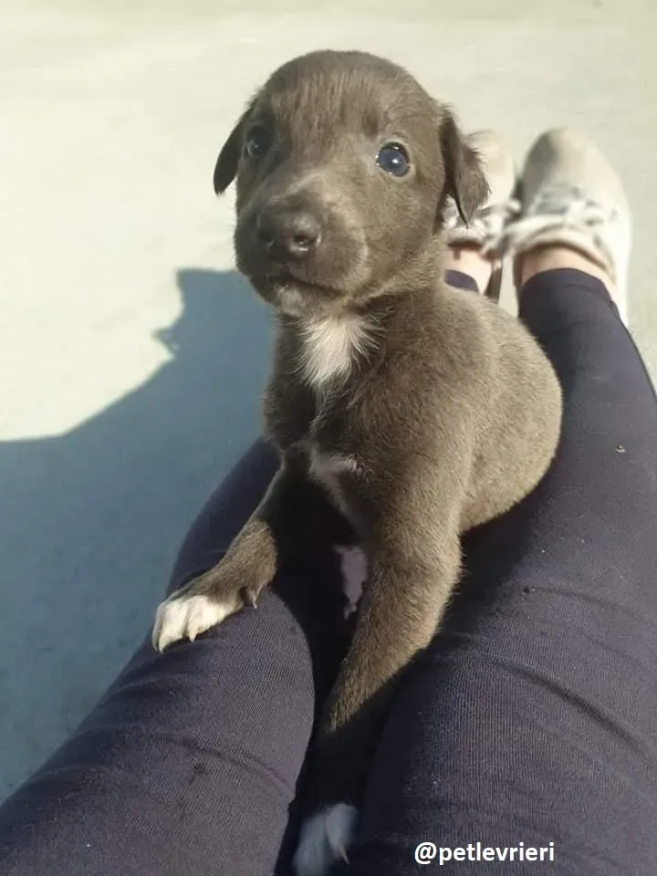 tiny boy adozione lurcher8