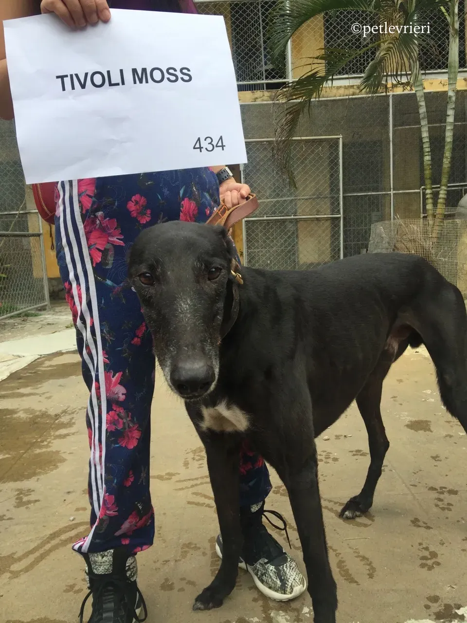 tivoli moss adozione greyhound macao 1