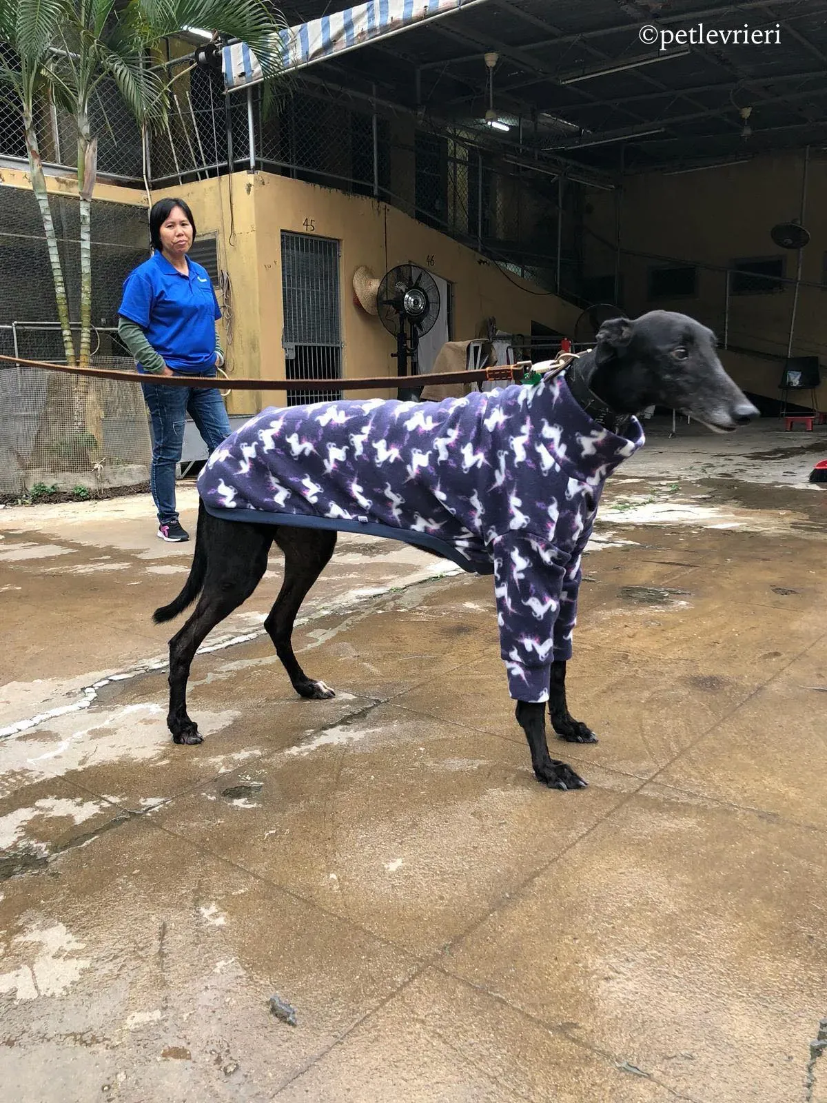 tivoli moss adozione greyhound macao 10