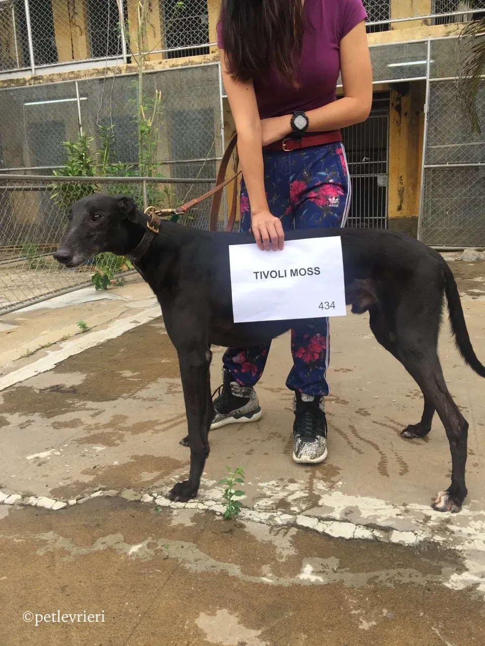 tivoli moss adozione greyhound macao 2