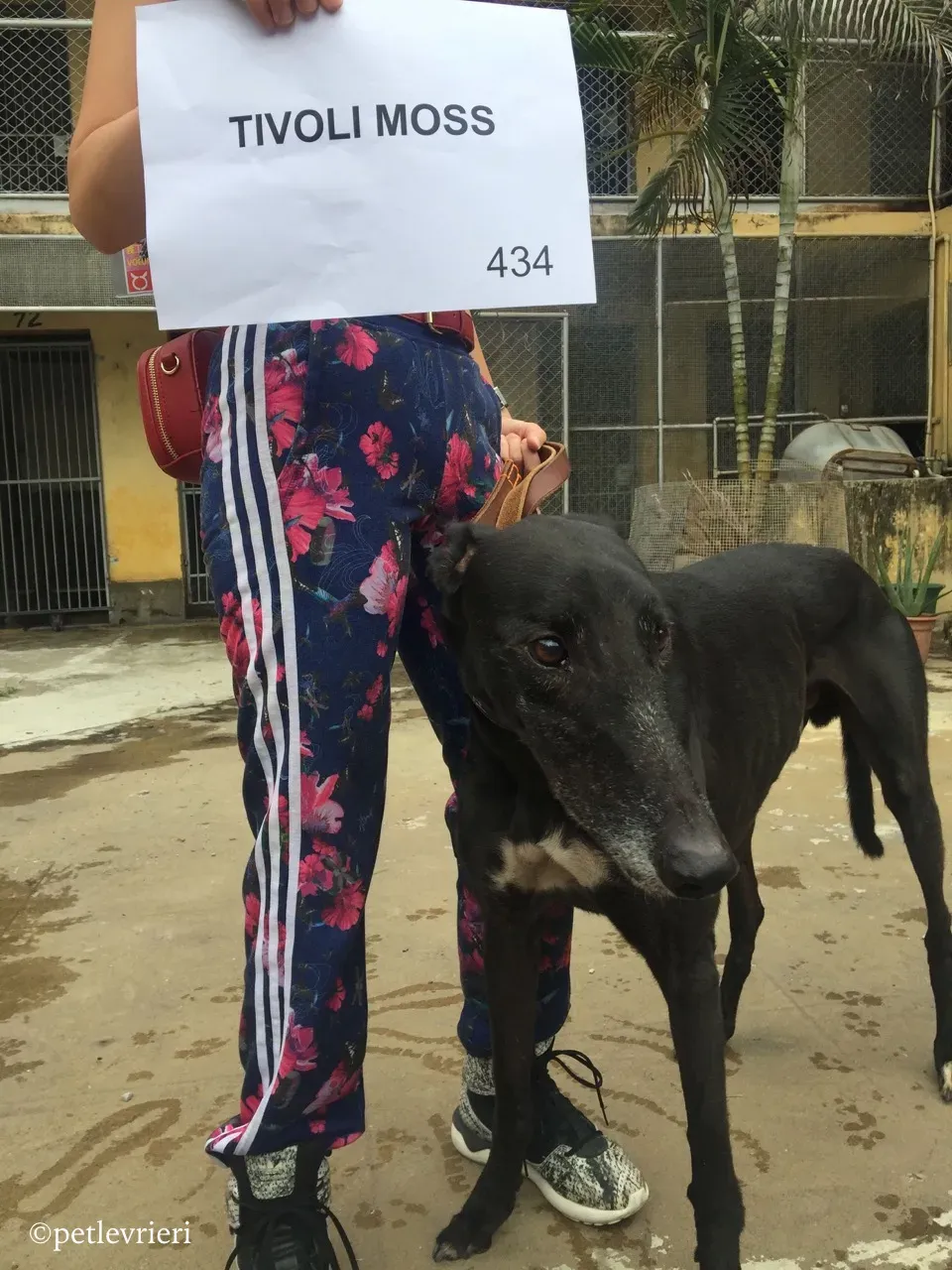 tivoli moss adozione greyhound macao 3