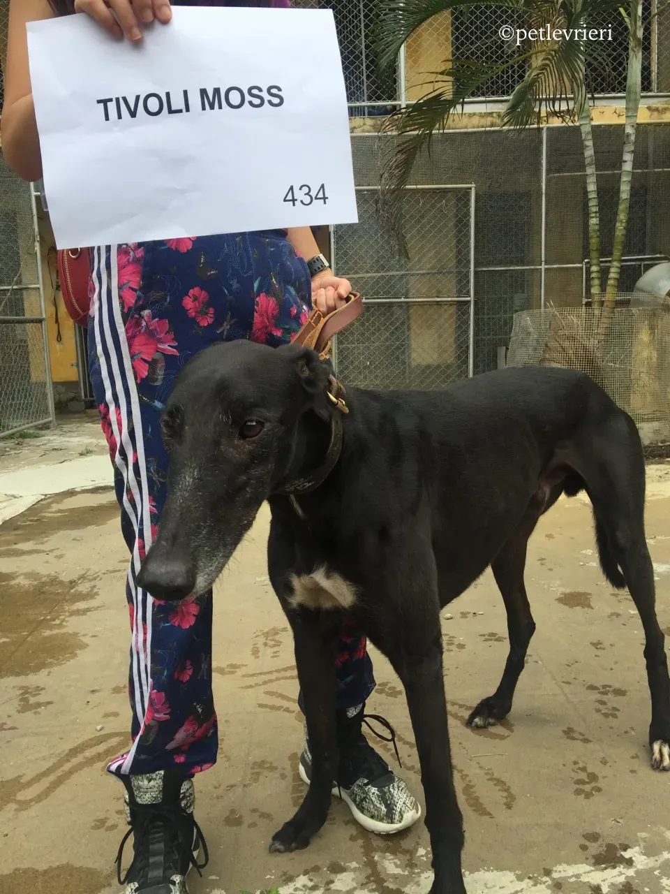 tivoli moss adozione greyhound macao 4