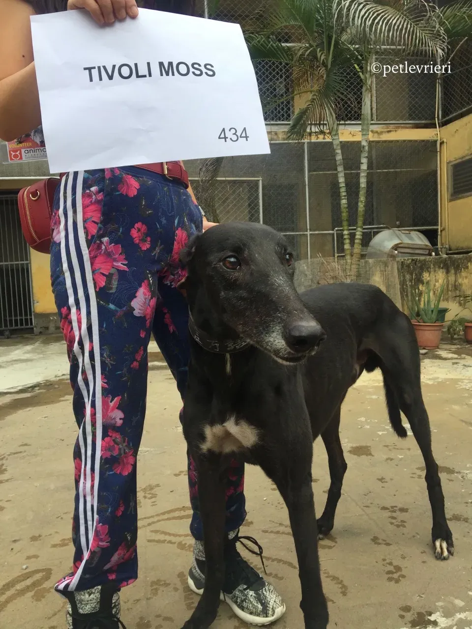 tivoli moss adozione greyhound macao 5