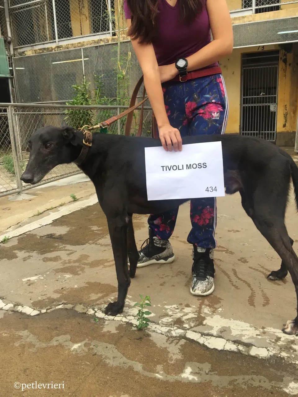 tivoli moss adozione greyhound macao 6