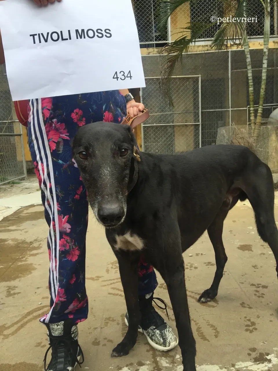 tivoli moss adozione greyhound macao 7