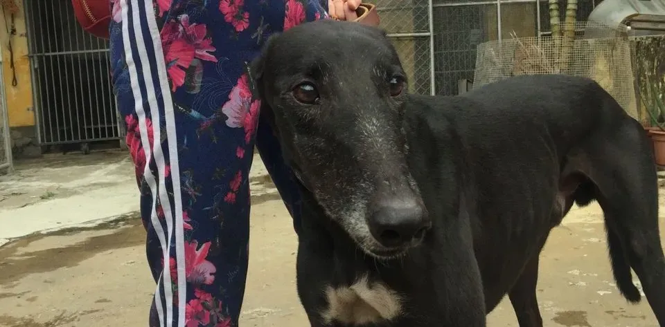 tivoli moss adozione greyhound macao 8 e1544703508813