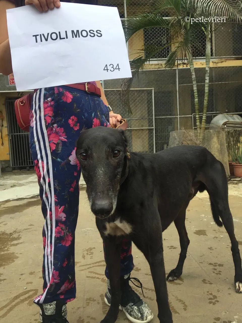 tivoli moss adozione greyhound macao 9