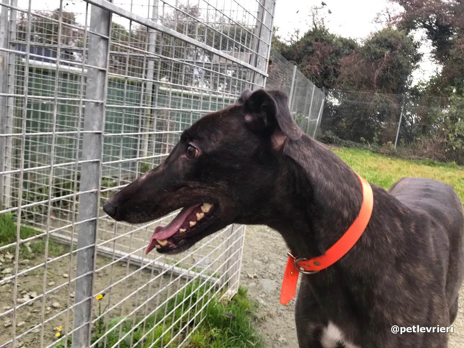 toby adopt greyhound pet levrieri 10