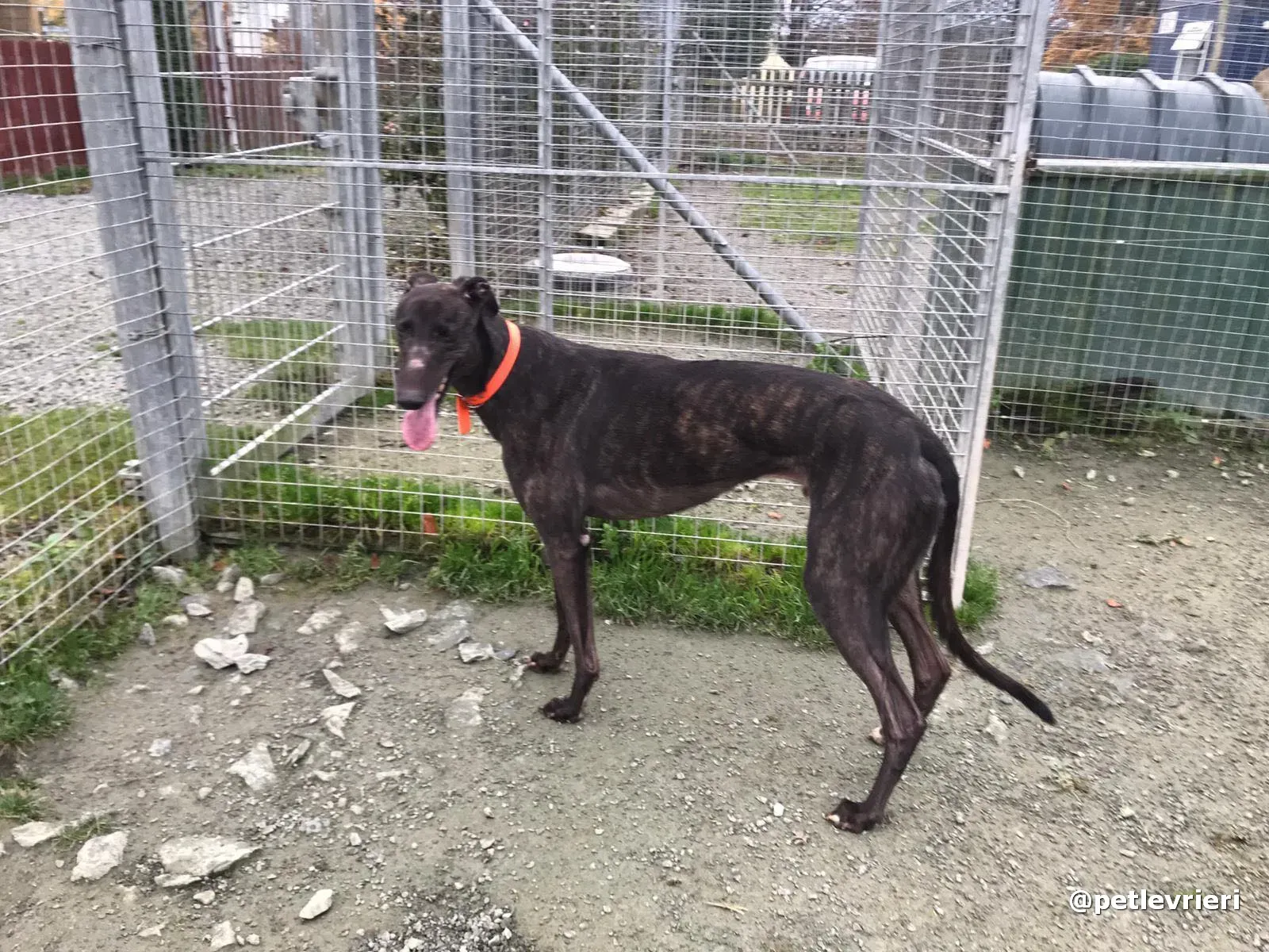 toby adopt greyhound pet levrieri 11