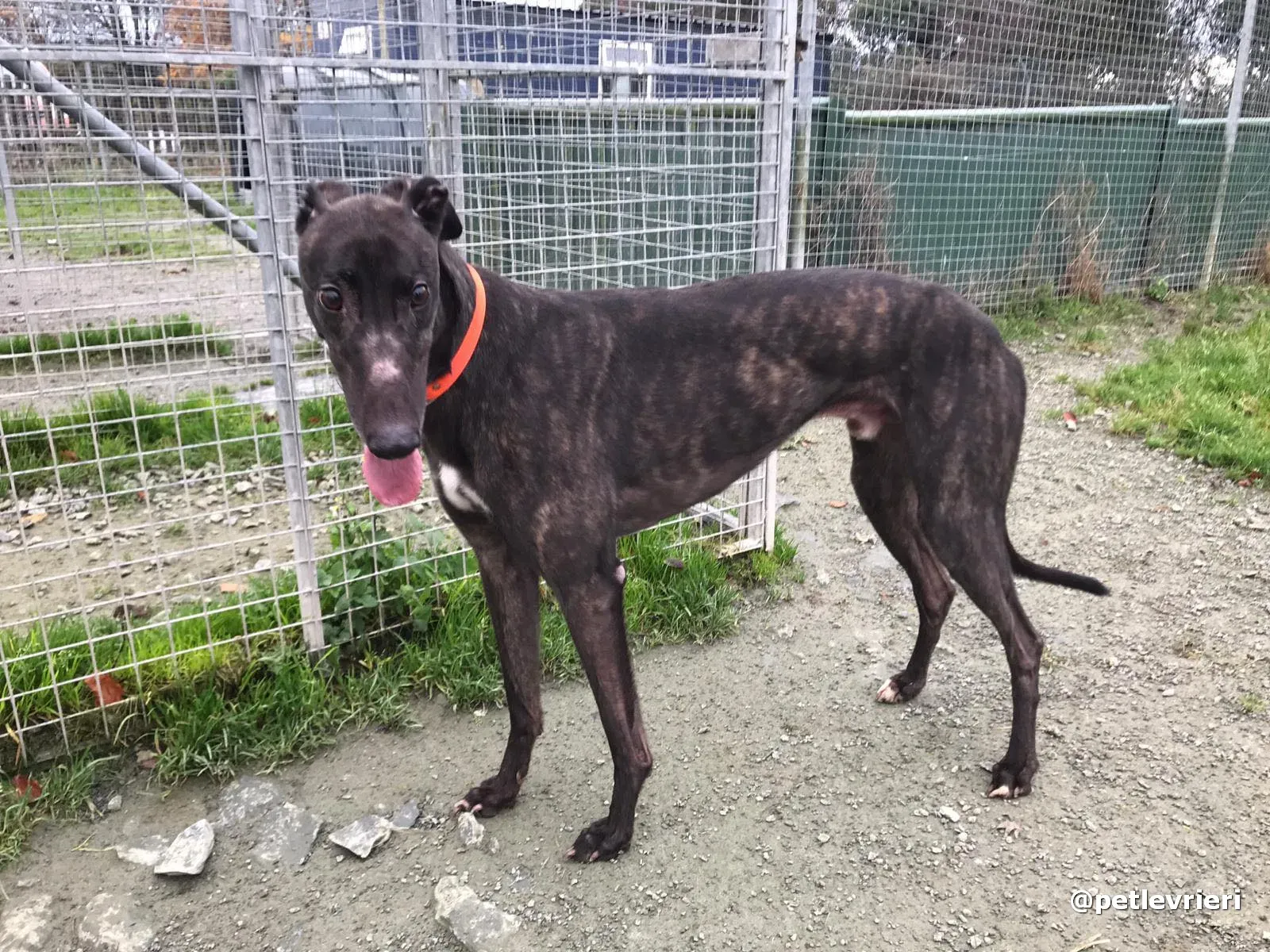 toby adopt greyhound pet levrieri 12