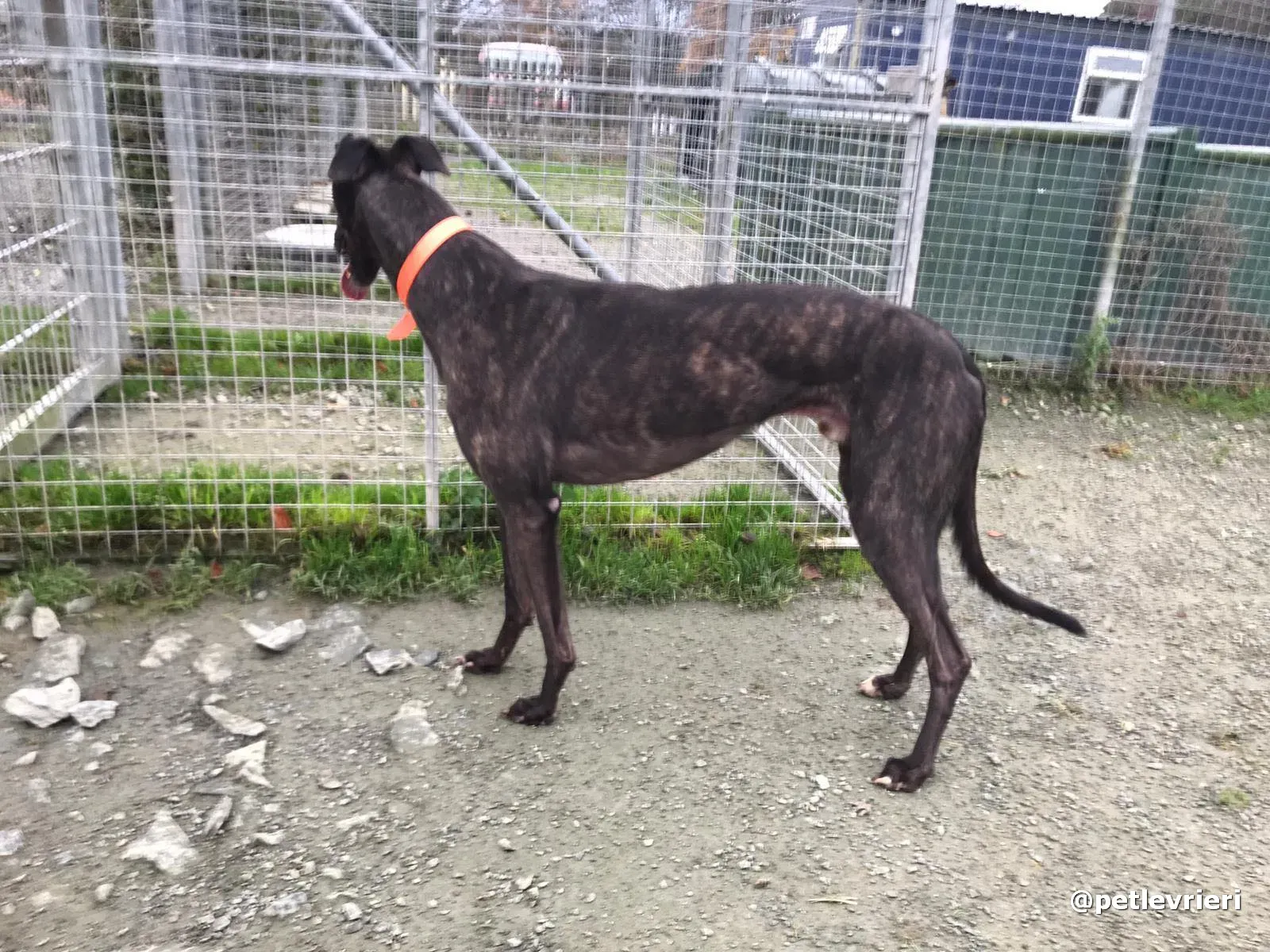 toby adopt greyhound pet levrieri 13