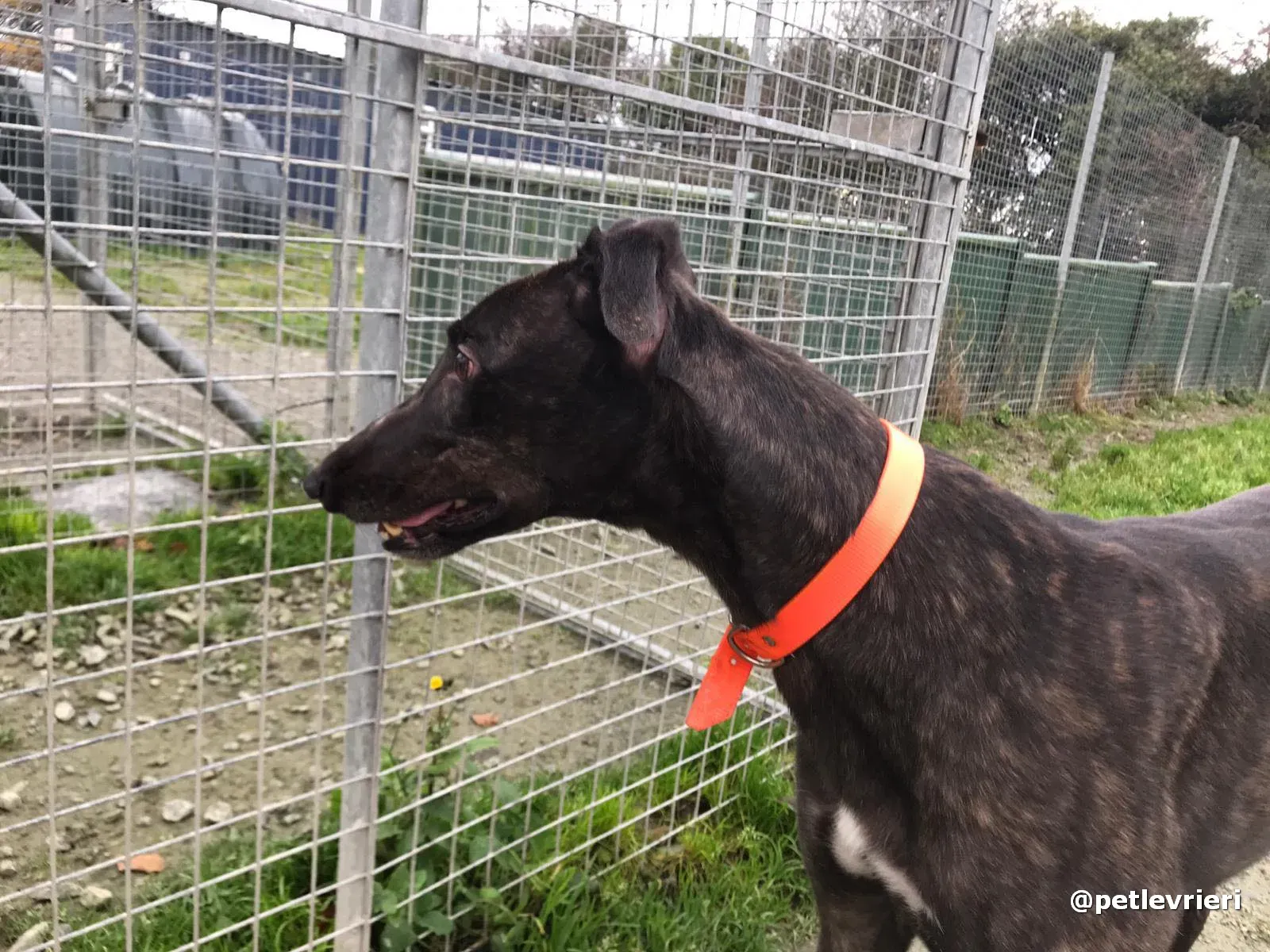 toby adopt greyhound pet levrieri 5