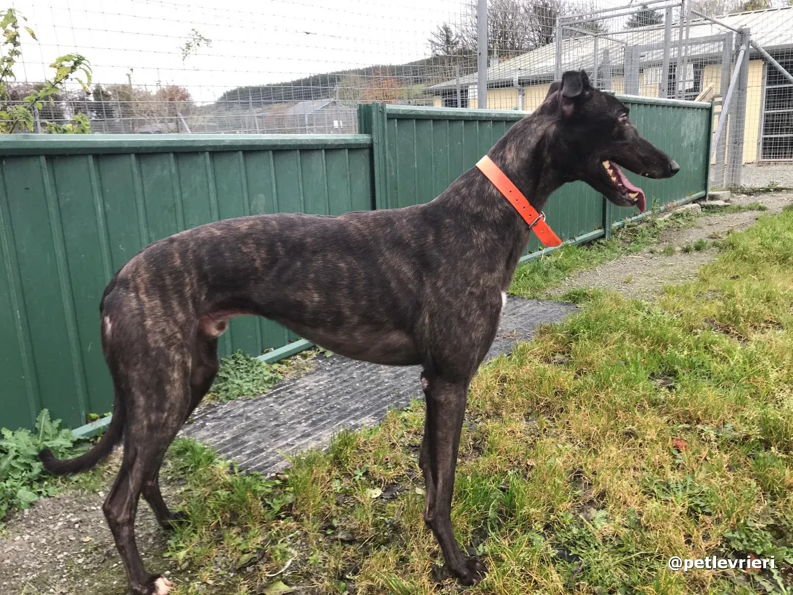 toby adopt greyhound pet levrieri 6