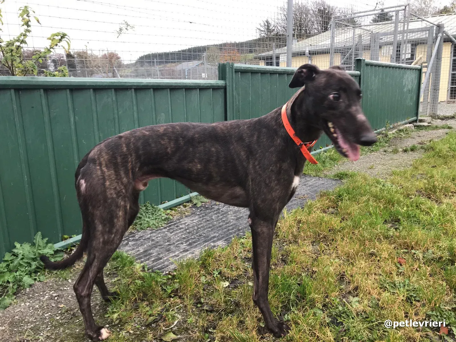 toby adopt greyhound pet levrieri 7