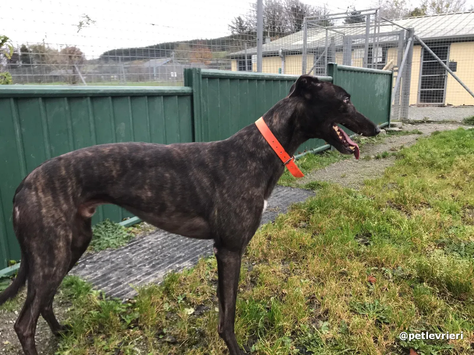 toby adopt greyhound pet levrieri 8