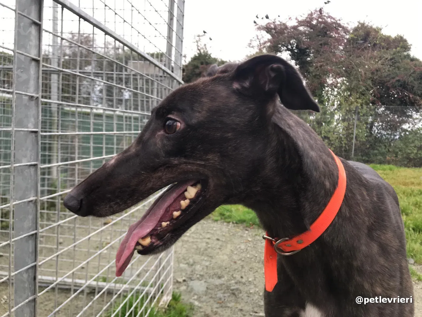 toby adopt greyhound pet levrieri 9