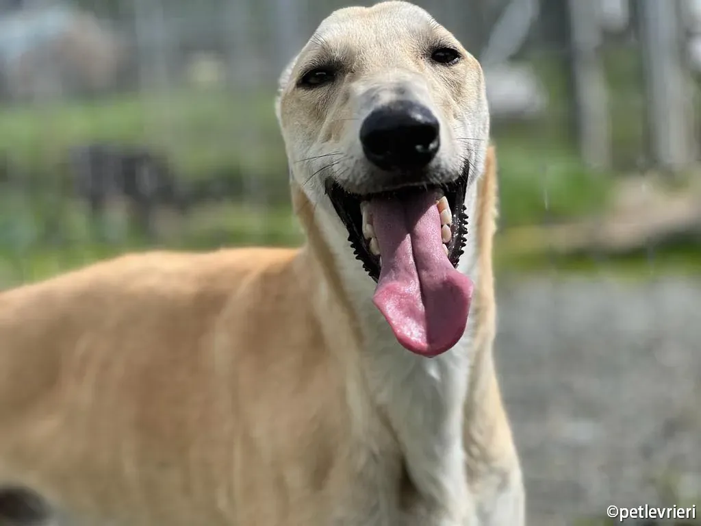 toby greyhound adozione pet levrieri 01