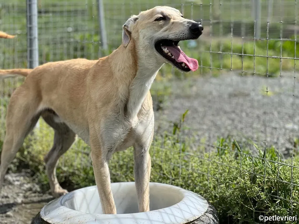 toby greyhound adozione pet levrieri 02