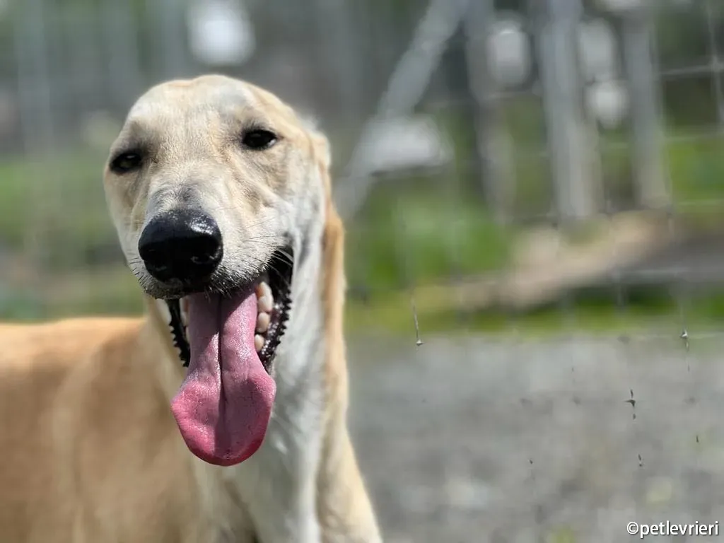 toby greyhound adozione pet levrieri 03