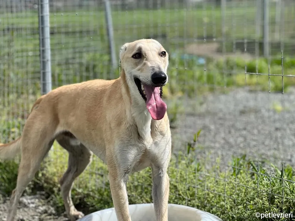 toby greyhound adozione pet levrieri 04