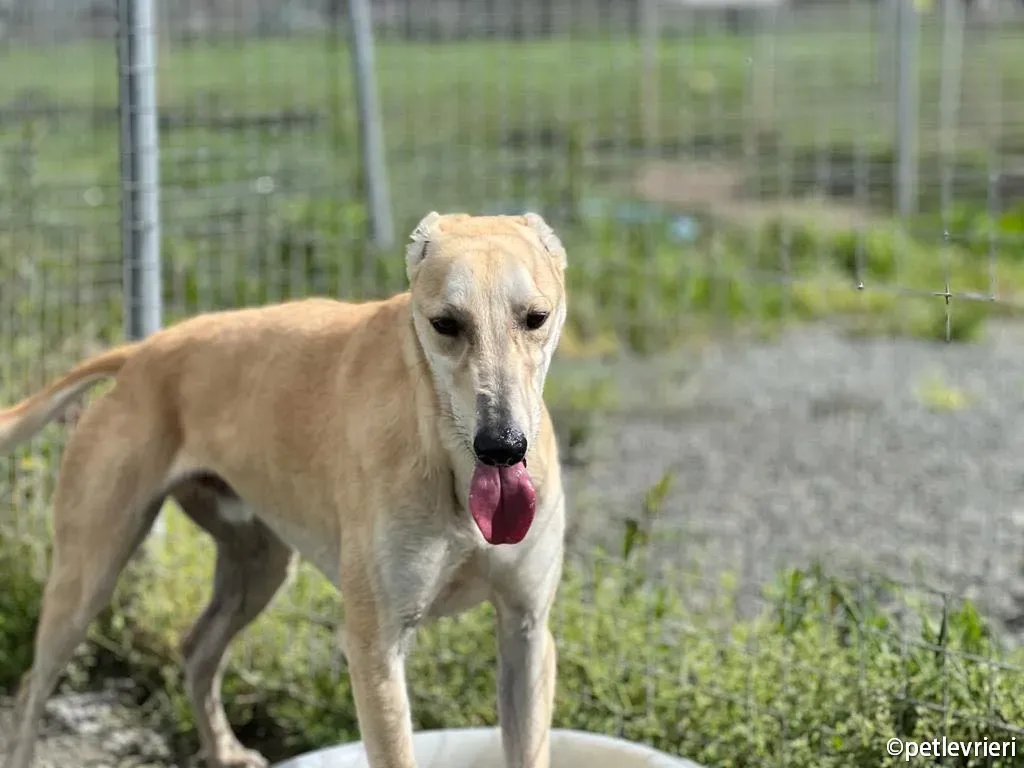toby greyhound adozione pet levrieri 05