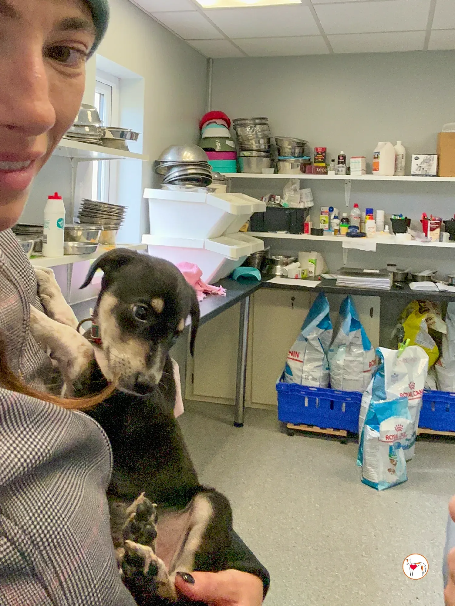 tod grey cucciolo adozione 01