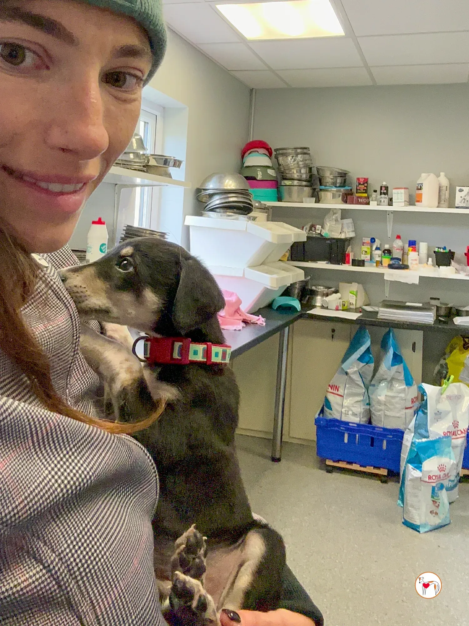 tod grey cucciolo adozione 02