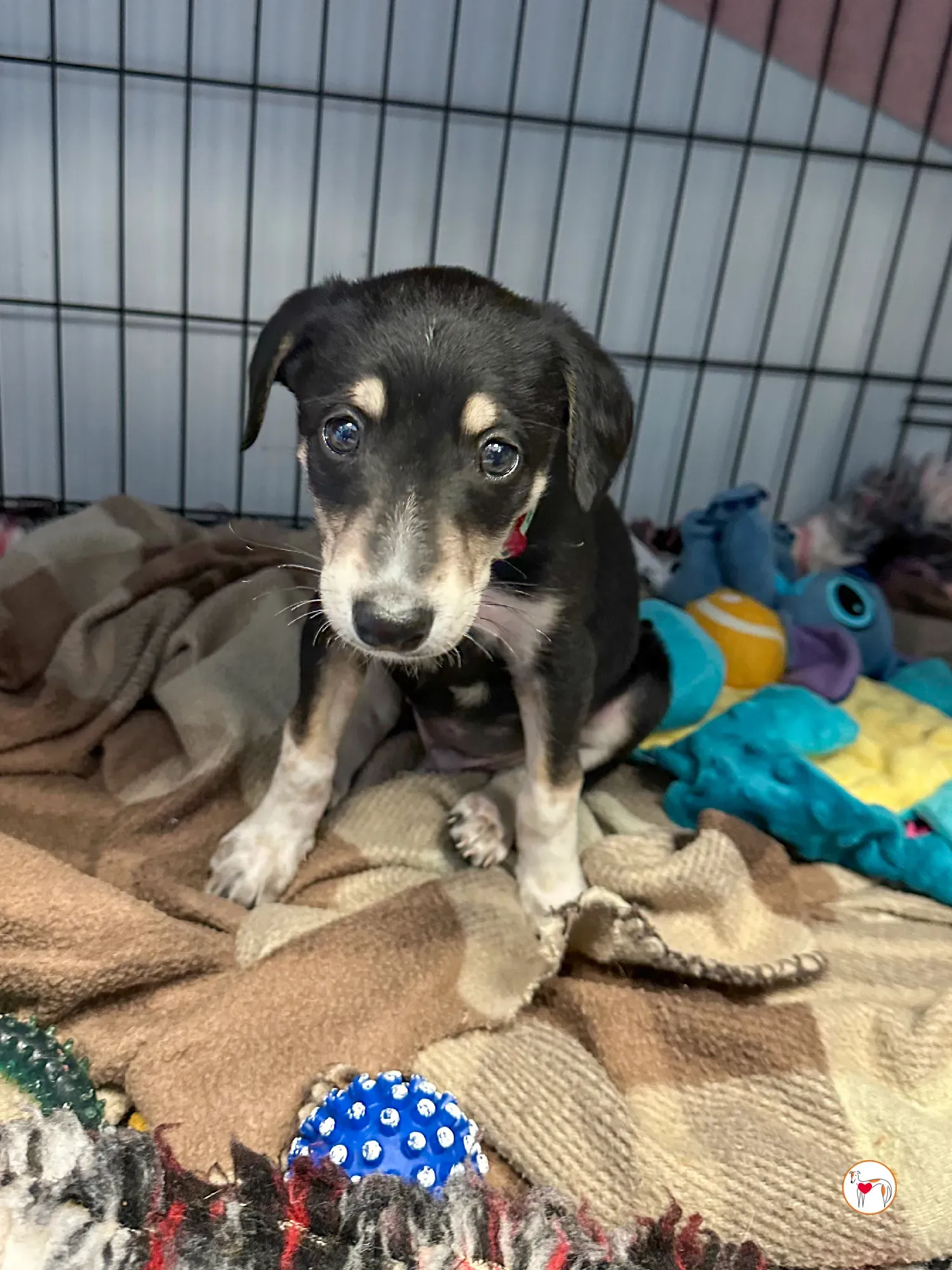 tod grey cucciolo adozione 03