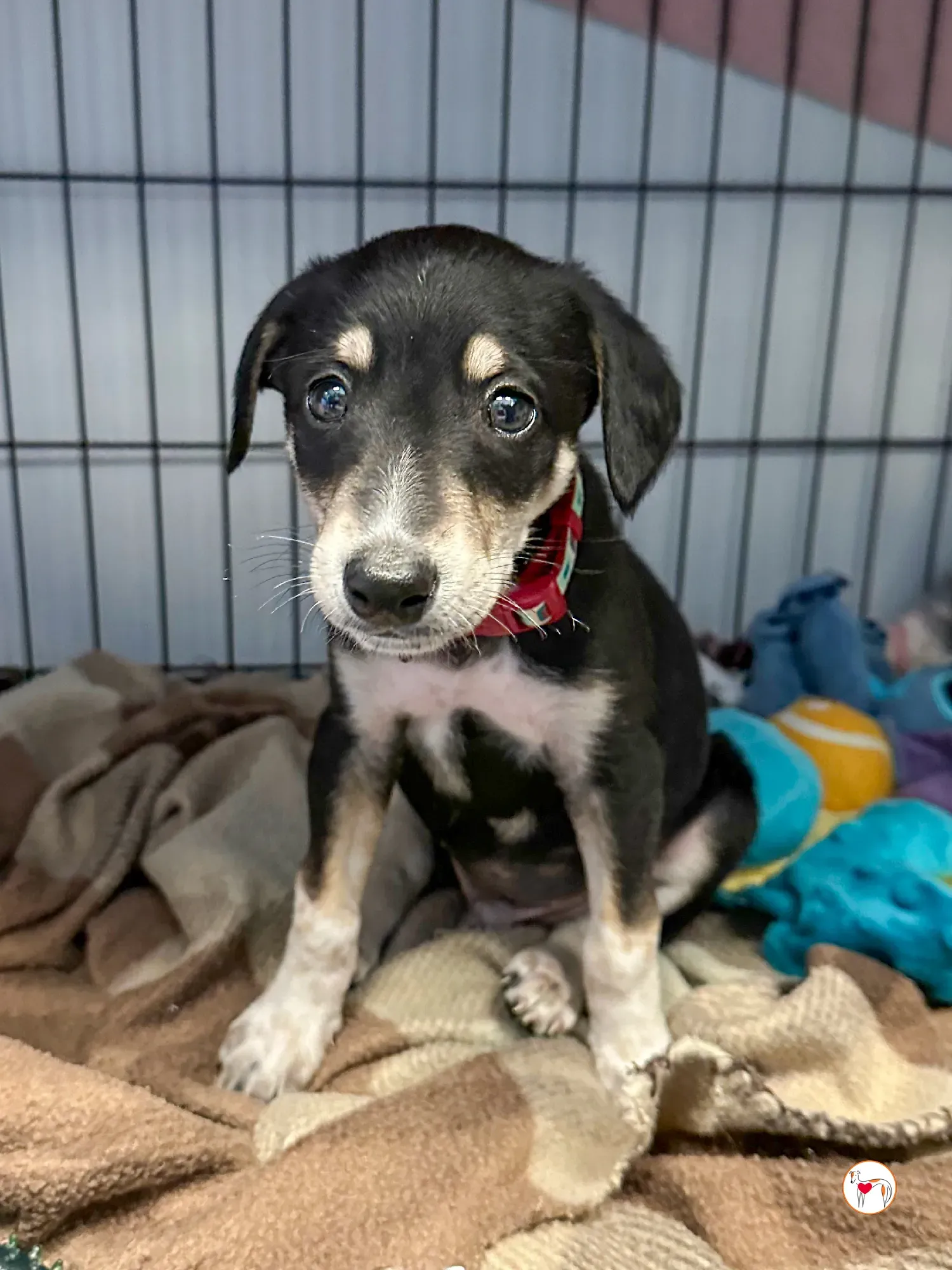 tod grey cucciolo adozione 04