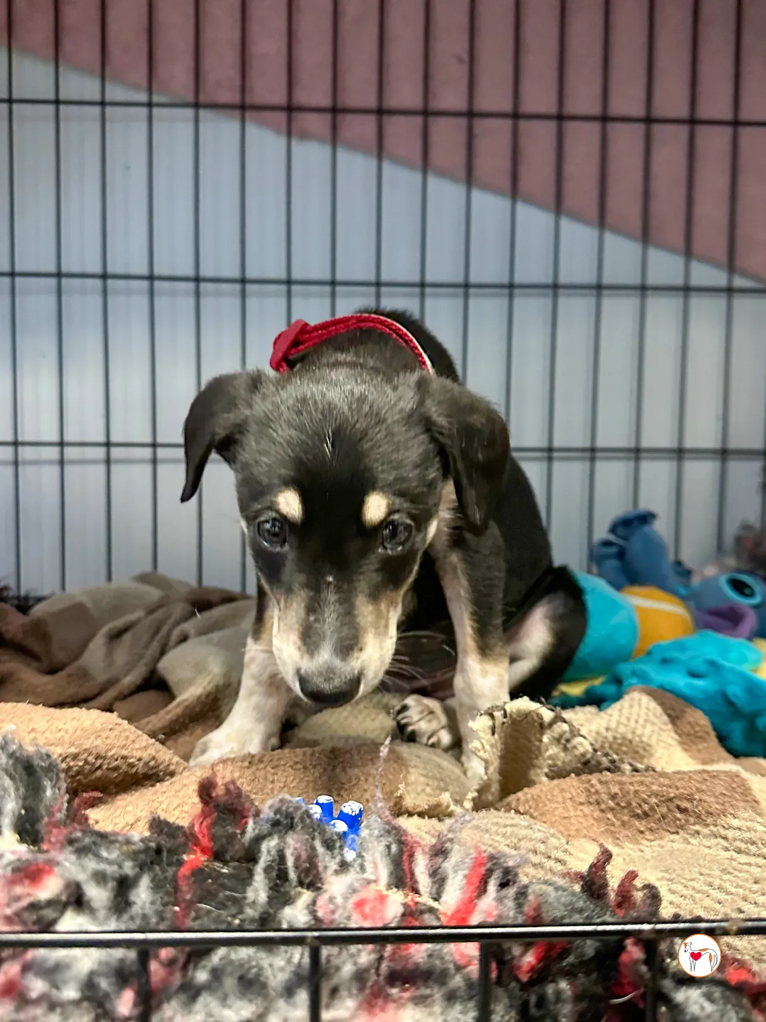 tod grey cucciolo adozione 05