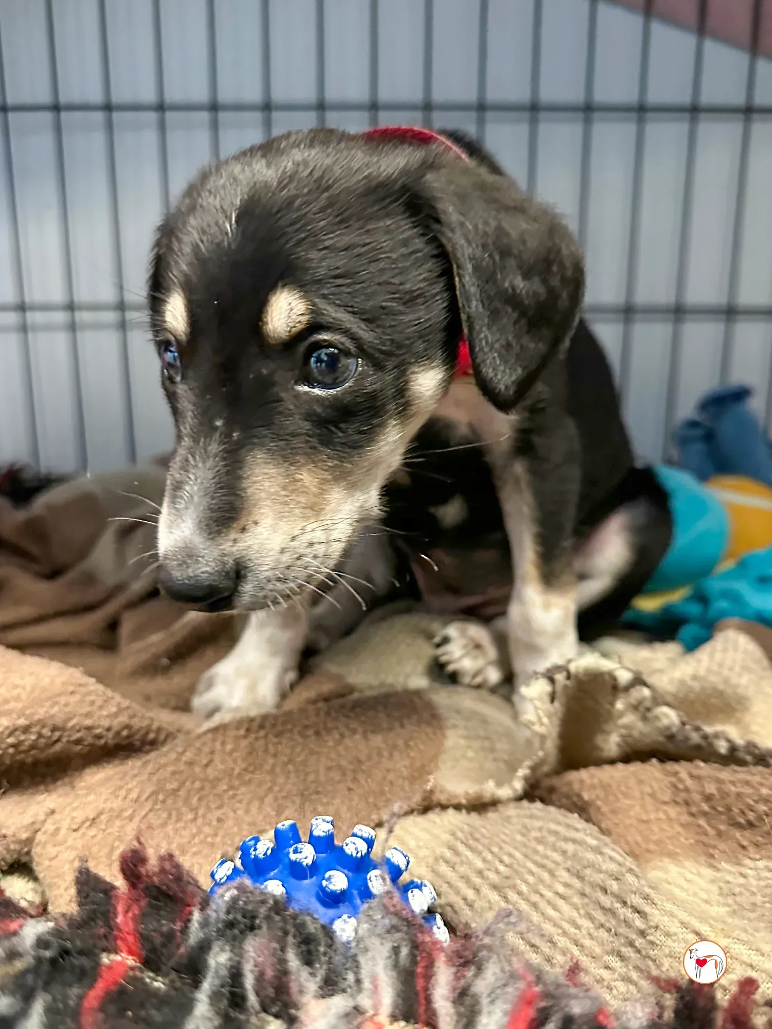 tod grey cucciolo adozione 06