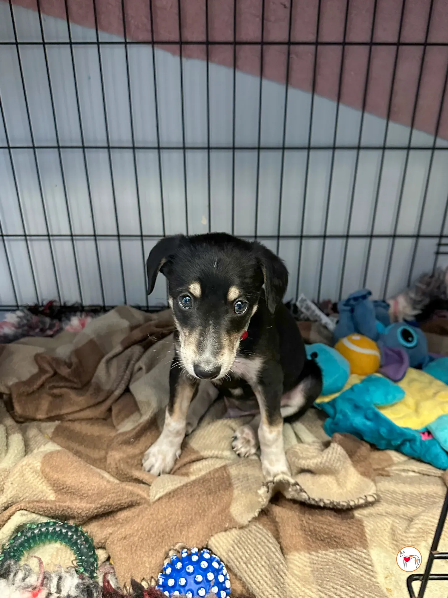 tod grey cucciolo adozione 07