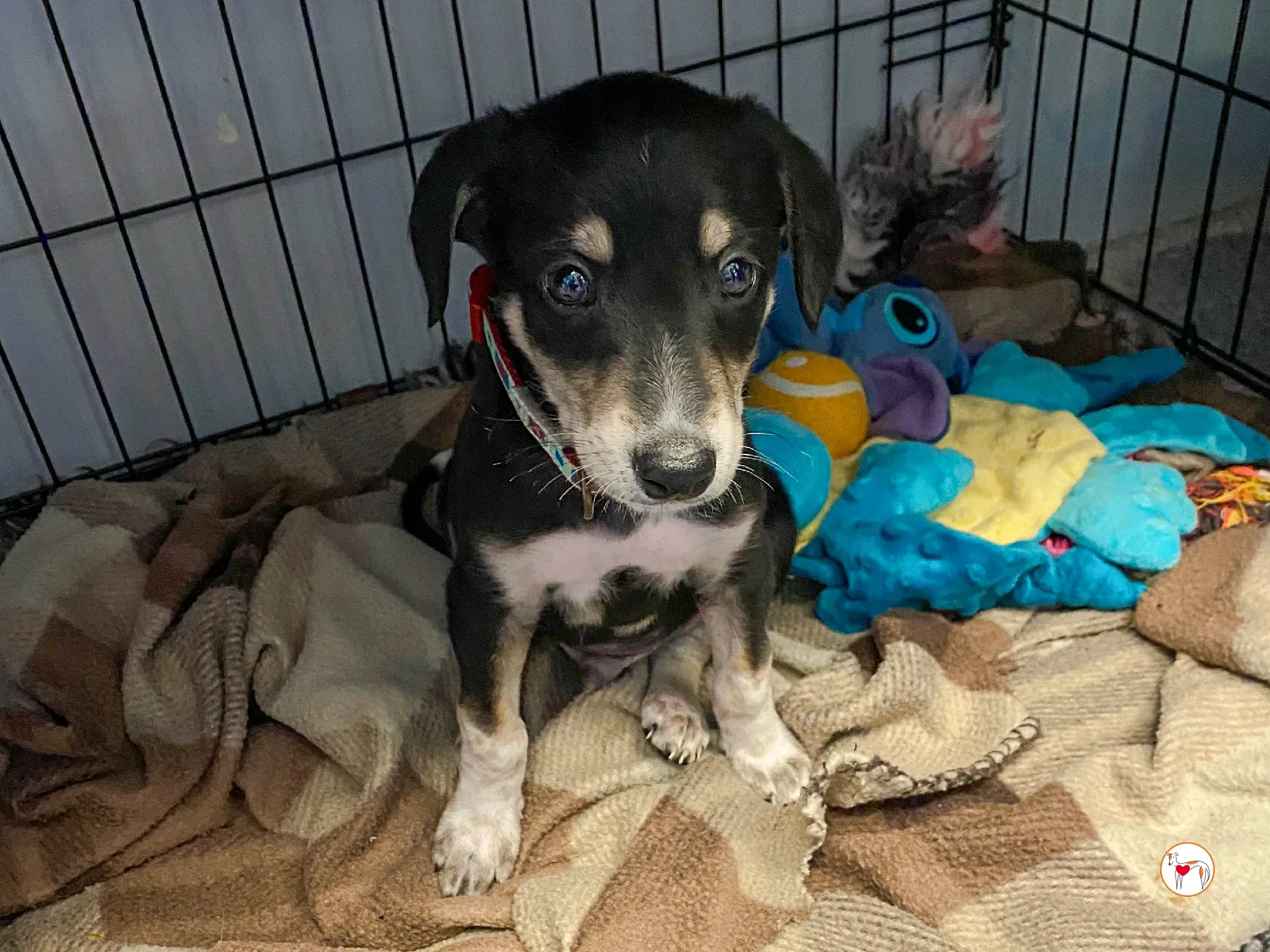 tod grey cucciolo adozione 08