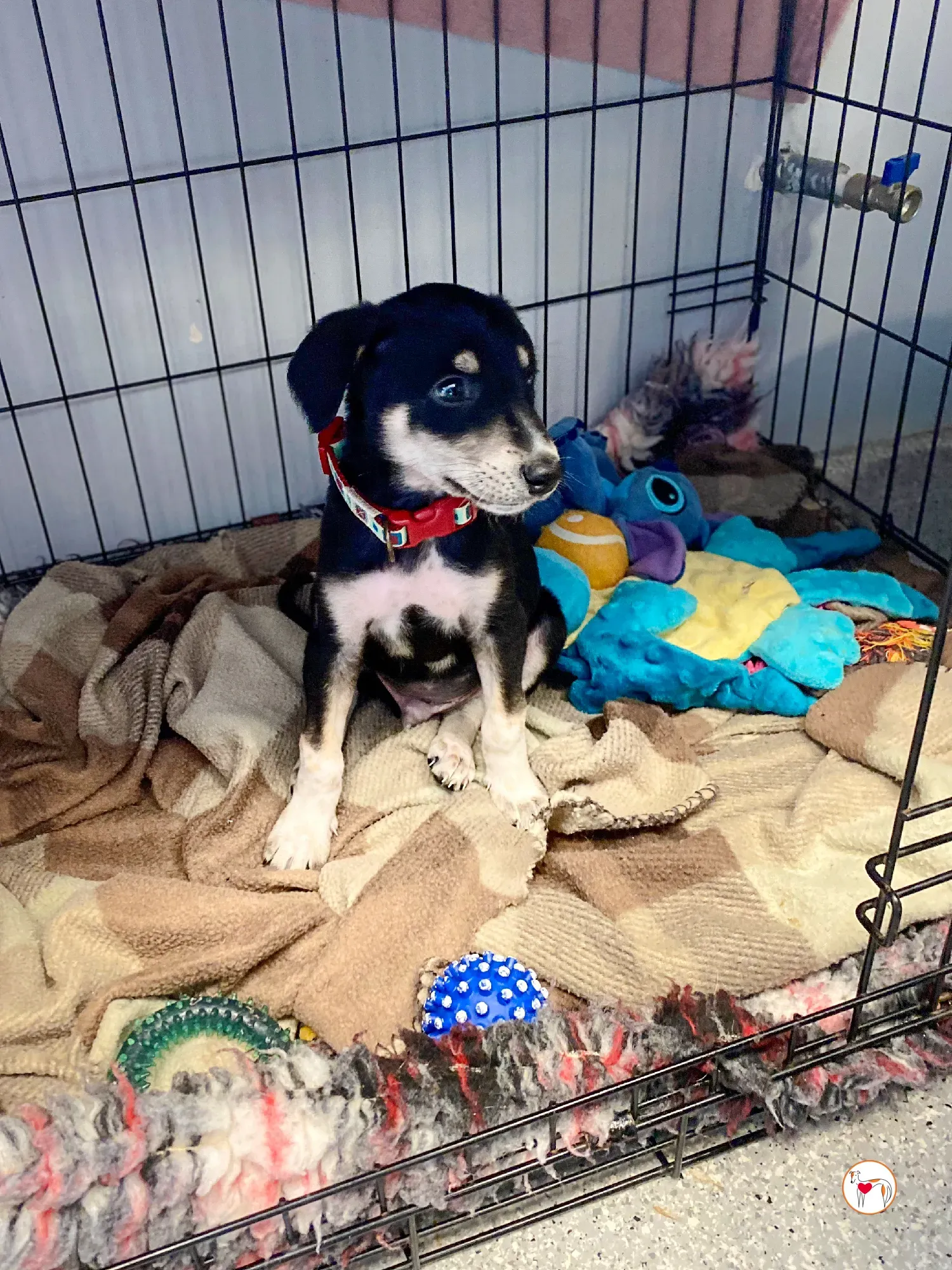 tod grey cucciolo adozione 09